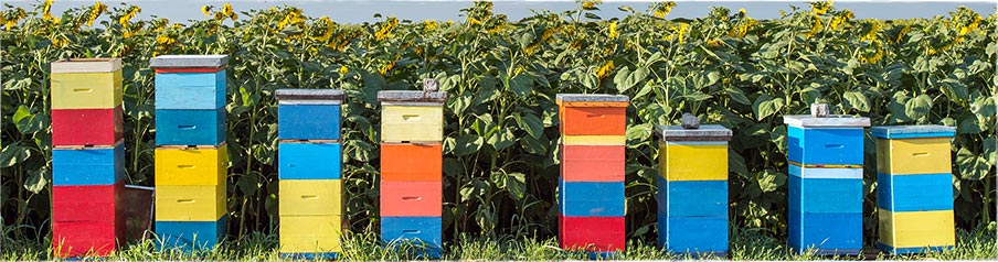 Downloads - BioRegio-Institut