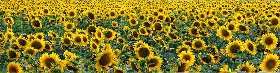 Ziele - BioRegio-Institut